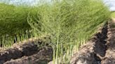 When to cut back asparagus – pruning tips from an experienced kitchen gardener and asparagus grower