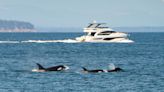 Killer whales are targeting boats in a concerning series of attacks: ‘Human activities … are at the origin of this behavior’