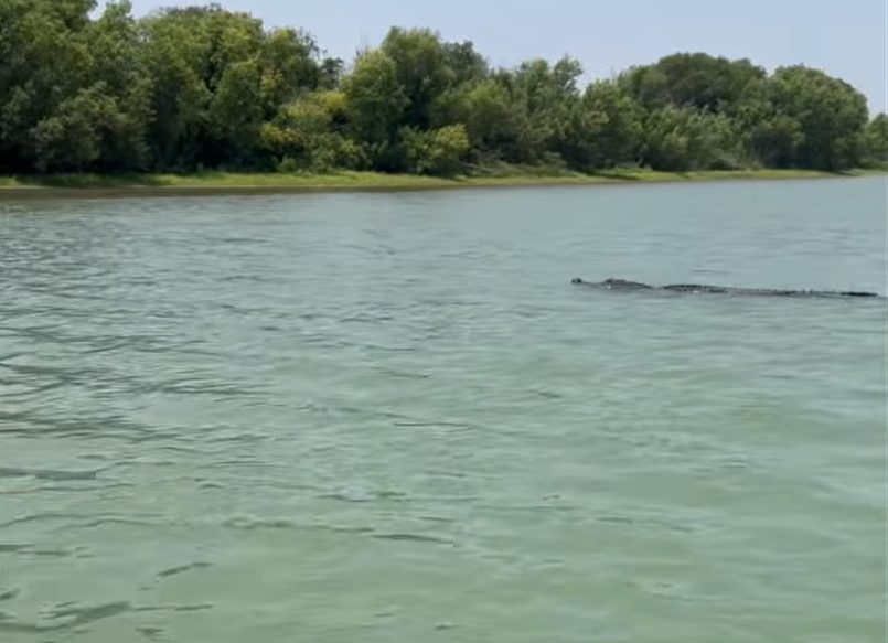 Video: Nearly 8-foot alligator spotted along Rio Grande River