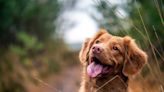 Animal Abuse? TSA Finds A Dog Packed Into A Small Backpack At Wisconsin Airport Checkpoint