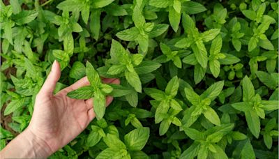 Por qué tomar té de menta podría ser la clave para terminar con el acné