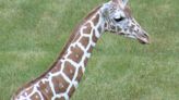 Meet Fort Wayne Children’s Zoo newest giraffe