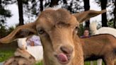 Try yoga with goats at this Michigan apple orchard