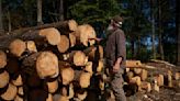 In Shawnee National Forest, a debate swirls around how to best protect trees amid climate change and wildfires