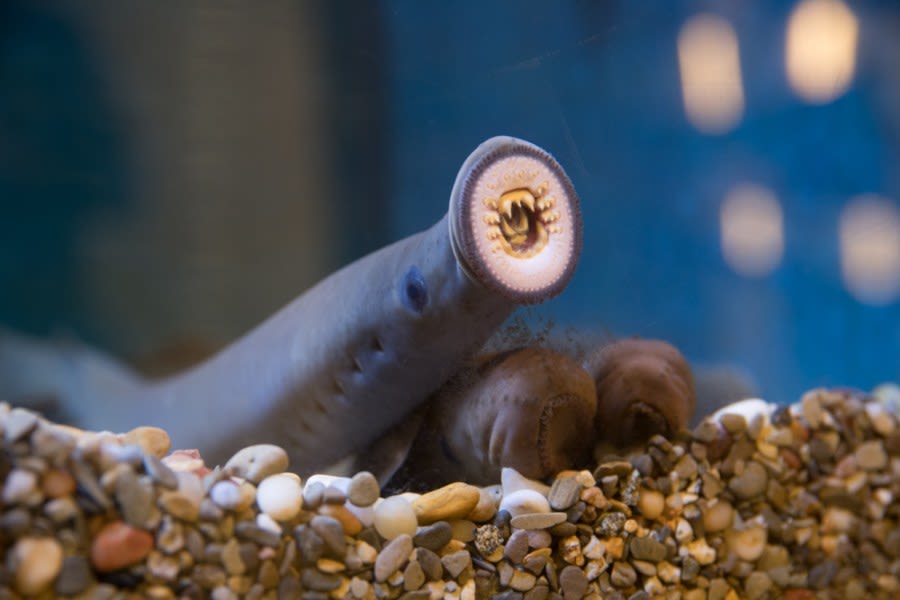 25 Pacific lamprey return to the Oregon Zoo