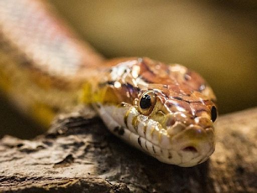 Shocker! Dead Snake Found In Mid-Day Meal Packet, Claim Parents In Sangli