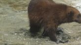 Zoo New York welcomes wolverine to the pack