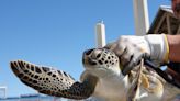 Texas aquarium nominated for USA Today award