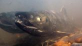 Pacific salmon move north to Arctic Canada from Alaska when ocean conditions allow