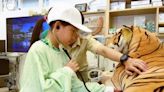 關西六福莊「小小獸醫實習營」讓孩童體驗動物園獸醫實習 | 蕃新聞
