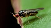 Don’t be so quick to swat fruit flies – you could hurt their feelings