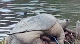 This giant snapping turtle in the Chicago River is an internet sensation: Meet 'Chonk'