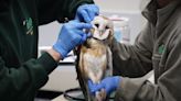 Smith: Rescued after multiple jumps from their nest, rare barn owls get second chance at life in the Wisconsin wild