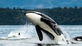 ‘Stupid behavior’: New Zealand man fined for trying to ‘body slam’ orca