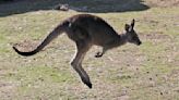 Australian man killed by kangaroo in rare fatal attack