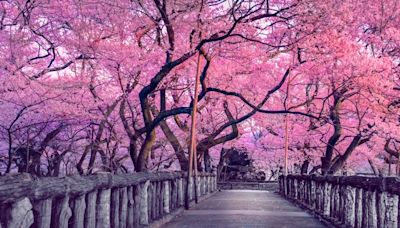 Tourist expenditures blossom by 50% in Japan as Sakura blooms: Visa