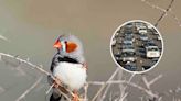 "Alarm bells" as scientists discover threat to birds