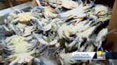 Virginia to study winter dredging for blue crabs