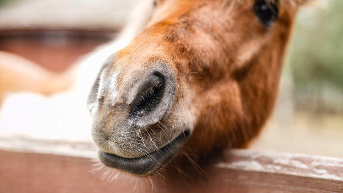 Senior Mini Horse Sweetly Asks Mom for Kisses While Having His Coat Brushed