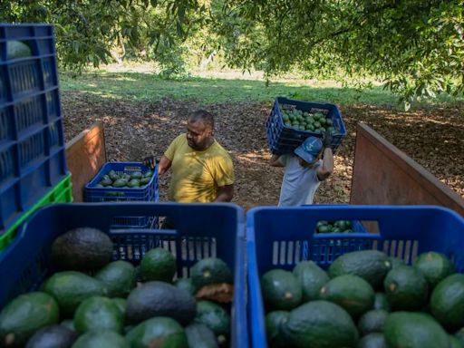 Así fue el robo de más de 40 mil kilos de aguacate en Michoacán