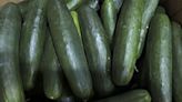 More than 150 in U.S. became sick due to a possible salmonella outbreak in cucumbers