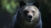 Bears, fish, and wolves’ new predator: the Supreme Court?