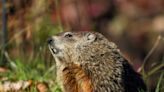 Did Punxsutawney Phil tell a fib? Temperatures to hit near 80 in Asheville this week