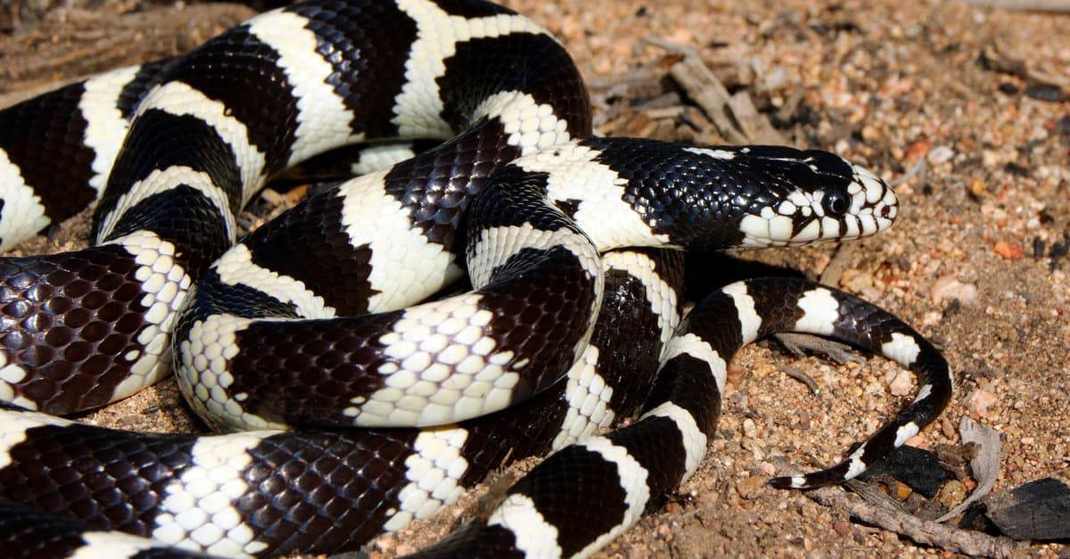 Black Snake With White Stripes — What Could It Be?