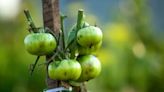 Five tomato growing mistakes to avoid or risk 'diseases from other plants'