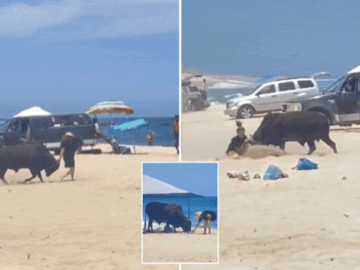 Distressing moment a wild bull attacks a tourist in front of onlookers on popular Mexico beach: ‘Get away!’