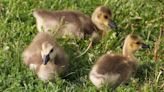 Caught on camera: Tiny goslings take leap of faith