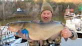 Angler catches, releases Giant Channel Catfish at Collins Lake