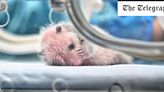 Pictured: Baby giant panda born in China