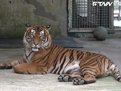 慶賀台北動物園100週年！馬來虎「Shima」和「Serikin」猛虎出閘