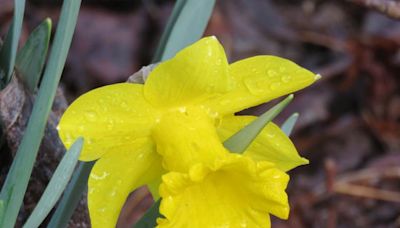 Bulbs deliver a brilliant spring