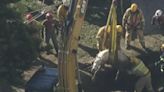 Video Shows LA Firefighters Rushing to Rescue 1200-Pound Horse From Sinkhole