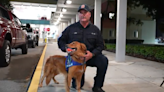 Meet the Miami-Dade K9 search team deployed to Maui, Hawaii after the fatal wildfires