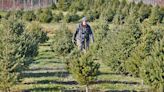 'Hoping for the best': Local Christmas tree farmers still cheerful after season marred by drought