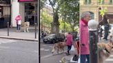 Grabaron a una mujer mientras paseaba con su perro y se hizo viral por el tamaño de la mascota