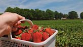 Strawberry picking season is starting. Here’s where you can go to grab fresh fruit.