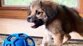 Tilly, la perra que huyó de la eutanasia se convirtió en el símbolo de esperanza