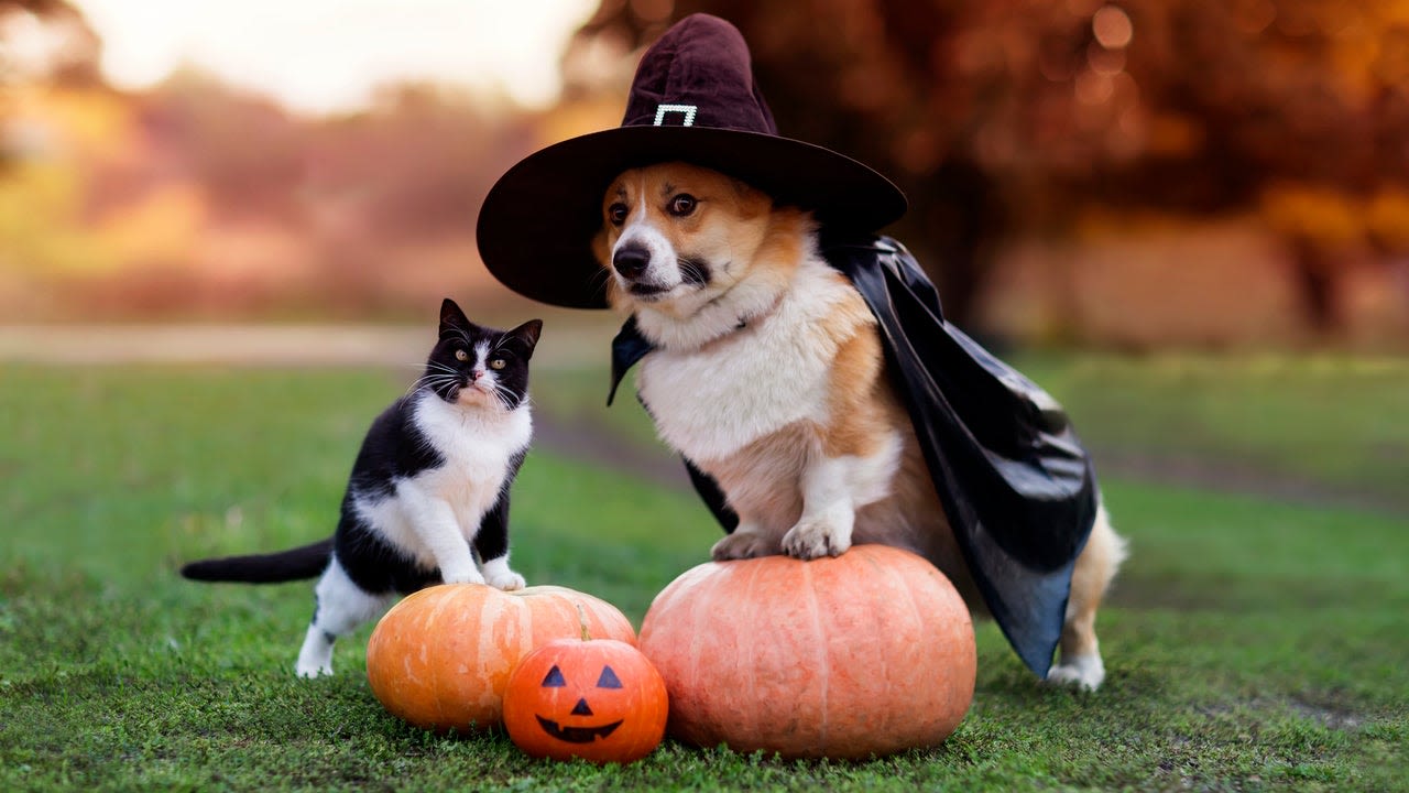 These Dog Halloween Costumes Will Put a Spell on You and Everyone Else