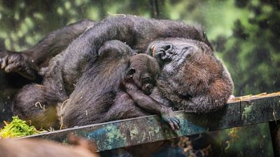 Woodland Park Zoo's baby gorilla accepted by foster mother at Louisville Zoo