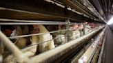 Farmers must kill 4.2 million chickens after bird flu hits Iowa egg farm