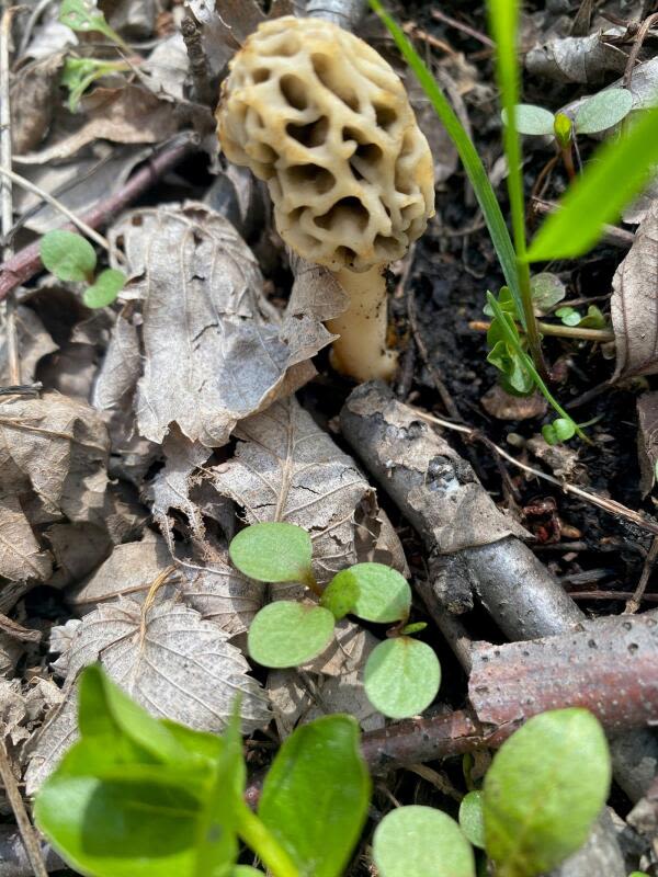 The hunt is one for mushrooms