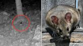 Rare species of rodent captured on West Virginia trail camera