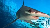 A scientific mission to save the sharks