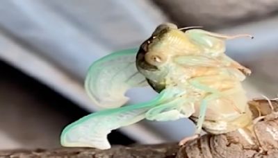 Watch incredible moment as cicada emerges from its exoskeleton