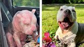 Wisconsin Senior Pit Bull Mix Inspires Adopter to Give Back to Community in Amazing Way
