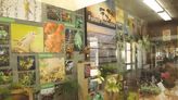 Lihue Airport window display highlights native forest birds | News, Sports, Jobs - Maui News